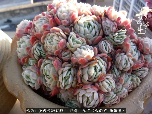 多肉美文美句唯美简短