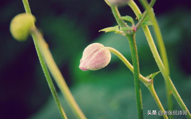 夏夜热得无法安睡,诗人写了一首诗,诠释了什么叫“心静自然凉”
