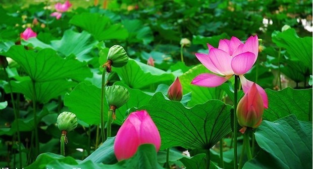 荷花颜色的句子唯美短句(赏荷花的浪漫句子)