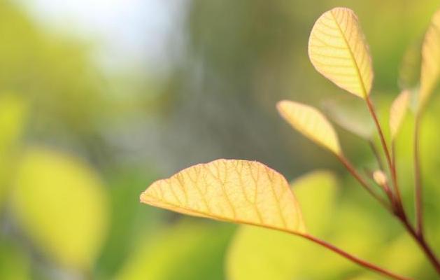 春暖花开的唯美句子:淡看流年烟火,细品岁月静好