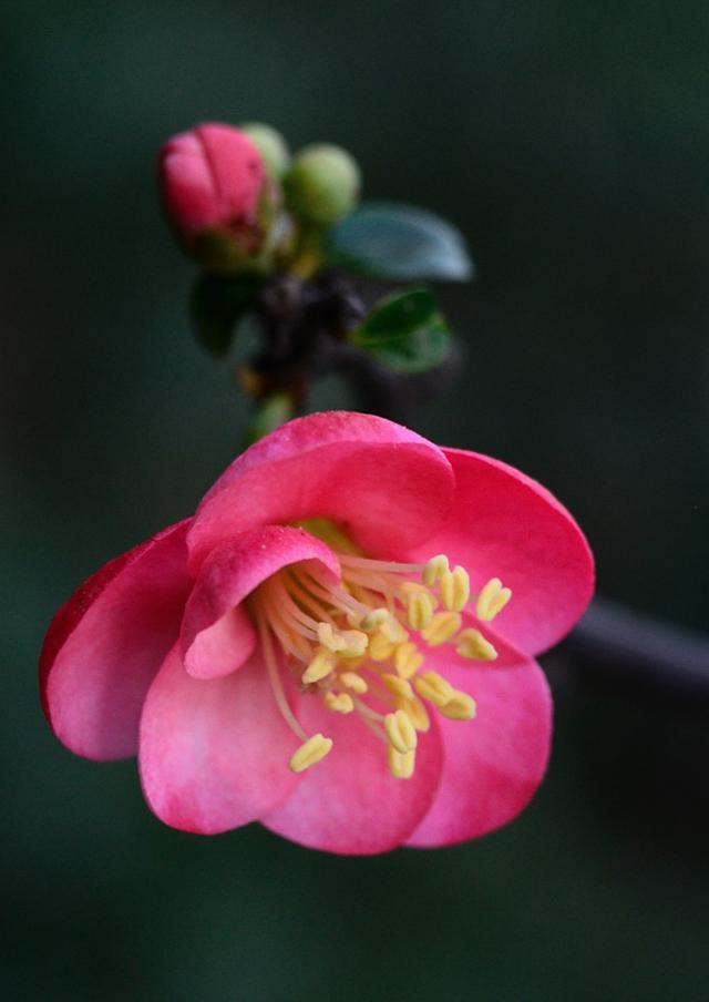 虽艳无俗姿 太皇真富贵,十首海棠的诗词,一起欣赏花中美人