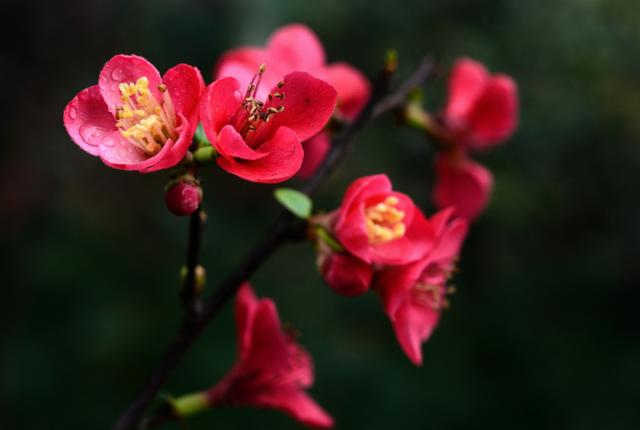 虽艳无俗姿 太皇真富贵,十首海棠的诗词,一起欣赏花中美人