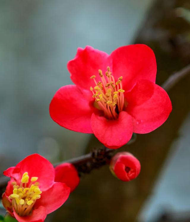 虽艳无俗姿 太皇真富贵,十首海棠的诗词,一起欣赏花中美人