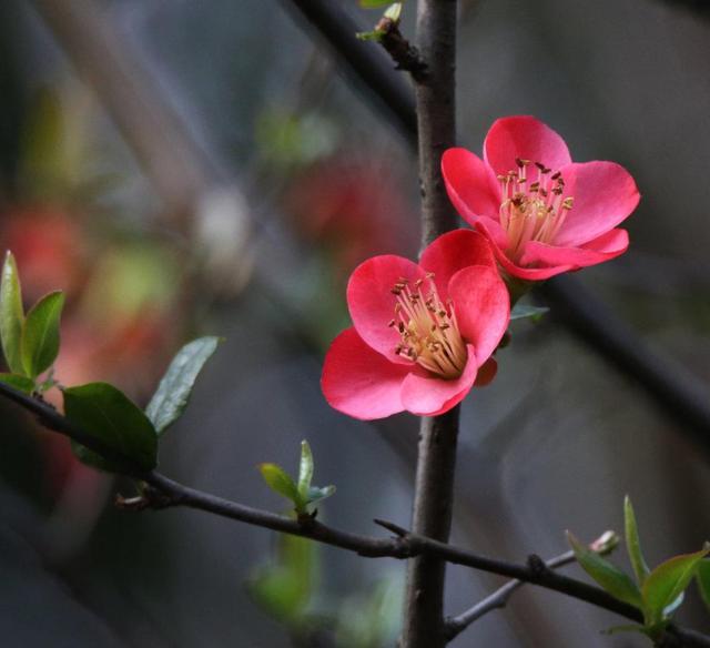 虽艳无俗姿 太皇真富贵,十首海棠的诗词,一起欣赏花中美人