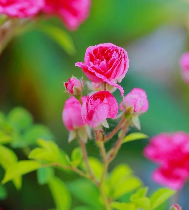 诗词鉴赏-又见蔷薇花开,十首蔷薇花的诗词,惊艳了整个朋友圈