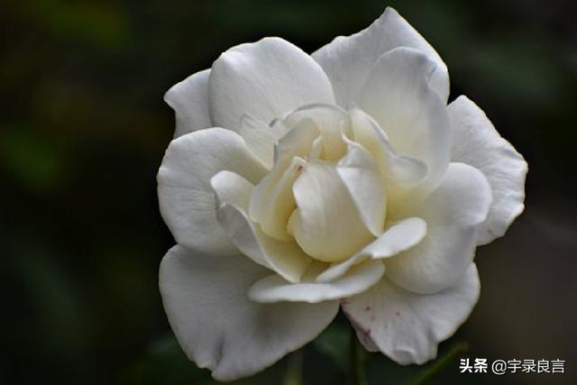 阳光向上的唯美句子:精致有魅力,句句倾心