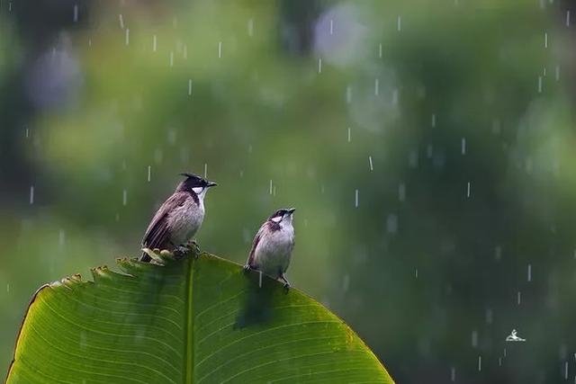「诗词鉴赏」在夏日中听雨,唯美一段又一段的时光