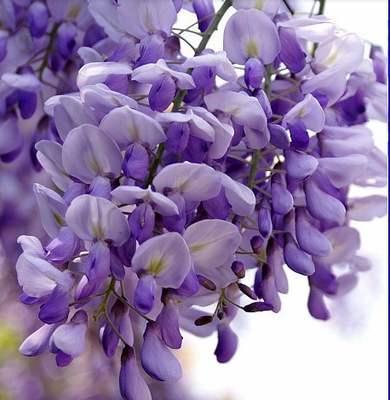 一花一世界,一叶一菩提——奇花异草多花紫藤,花语传说优美句子