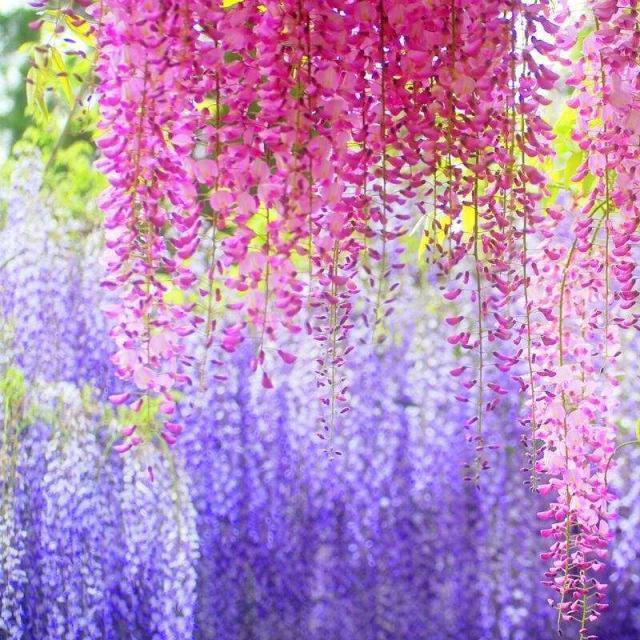 一花一世界,一叶一菩提——奇花异草多花紫藤,花语传说优美句子
