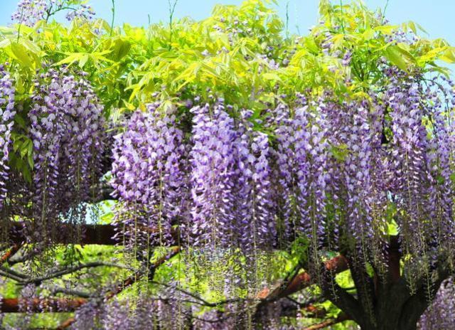 一花一世界,一叶一菩提——奇花异草多花紫藤,花语传说优美句子