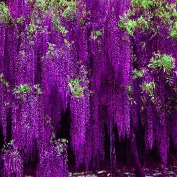 一花一世界,一叶一菩提——奇花异草多花紫藤,花语传说优美句子