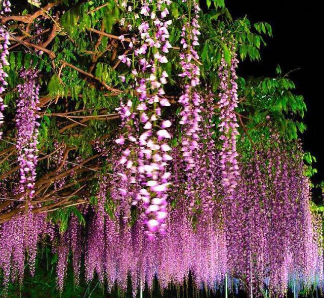 一花一世界,一叶一菩提——奇花异草多花紫藤,花语传说优美句子
