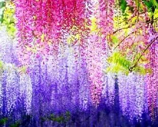 一花一世界,一叶一菩提——奇花异草多花紫藤,花语传说优美句子