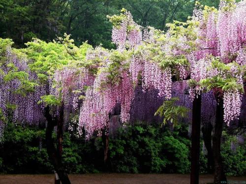 一花一世界,一叶一菩提——奇花异草多花紫藤,花语传说优美句子