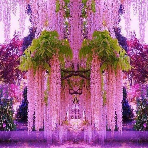 一花一世界,一叶一菩提——奇花异草多花紫藤,花语传说优美句子