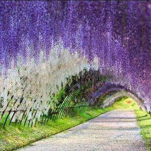 一花一世界,一叶一菩提——奇花异草多花紫藤,花语传说优美句子