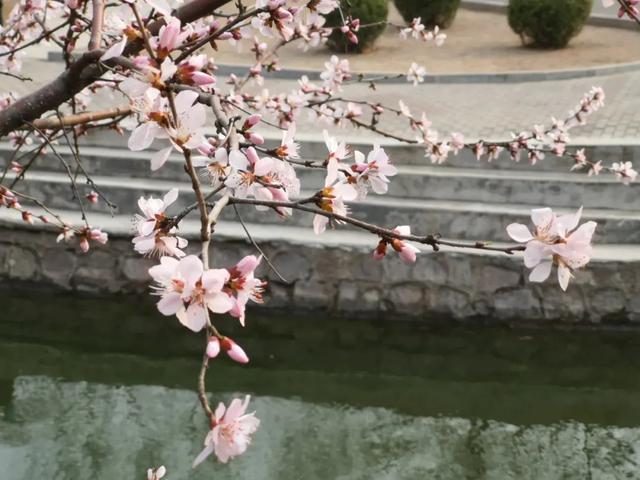 30个落花美句,唯美而不失意境,总有一句你会喜欢