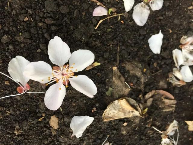 30个落花美句,唯美而不失意境,总有一句你会喜欢