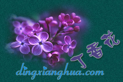 最爱丁香花唯美句子(丁香句子)