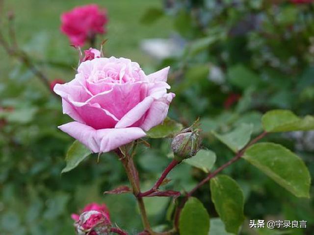 网络上适合发说说的句子,感悟生命的美好,精致唯美,句句暖心