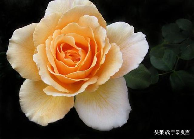 网络上适合发说说的句子,感悟生命的美好,精致唯美,句句暖心