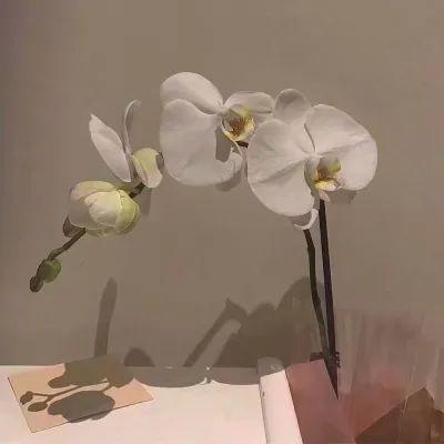 唯美句子摘抄书籍语录 唯美句子摘抄书籍语录