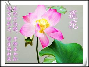 家的美好唯美句子(好词好句 写家人的)