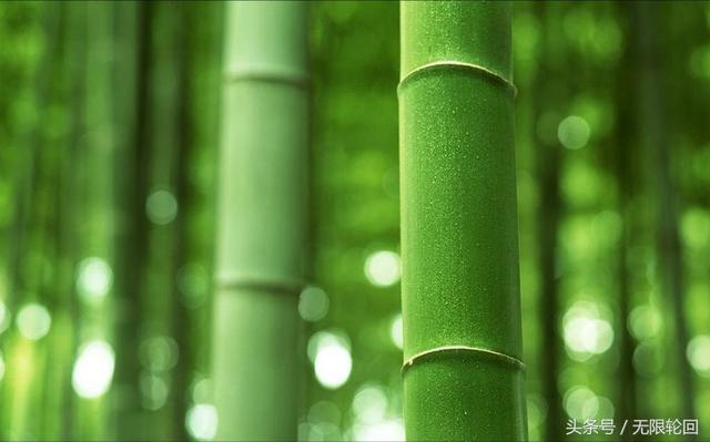 10首最优美的咏竹诗：未出土时先有节，便凌云去也无心