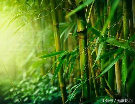 10首最优美的咏竹诗：未出土时先有节，便凌云去也无心
