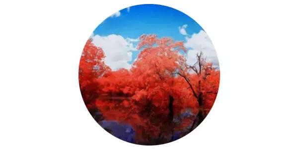 又到红叶烂漫时,盘点描写红叶的好词/好句/好诗