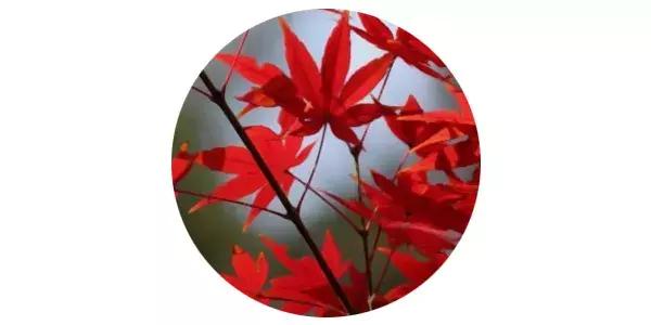 又到红叶烂漫时,盘点描写红叶的好词/好句/好诗