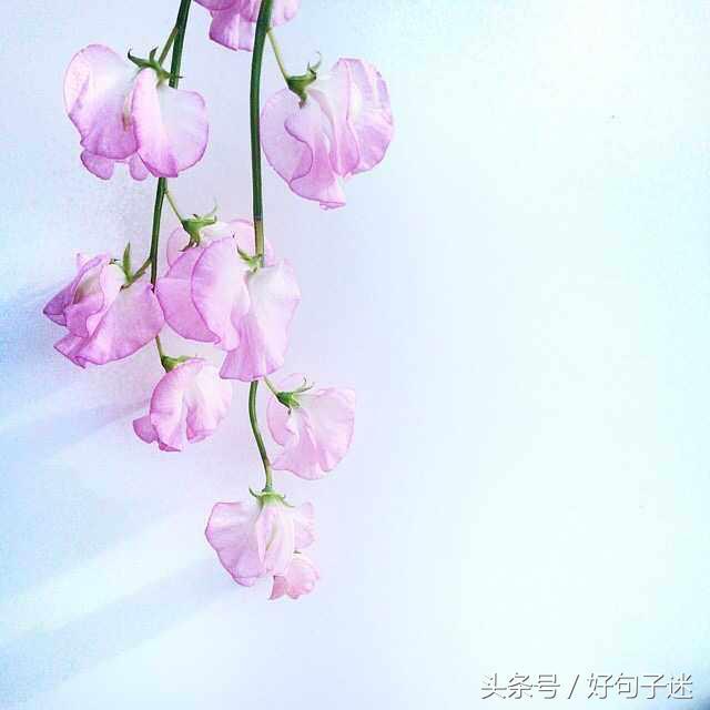 朋友圈句子大全唯美 朋友圈句子大全唯美