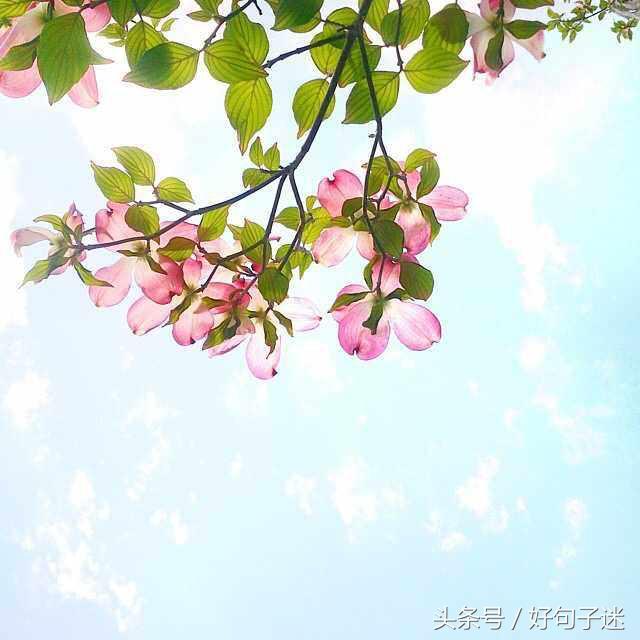 朋友圈句子大全唯美 朋友圈句子大全唯美