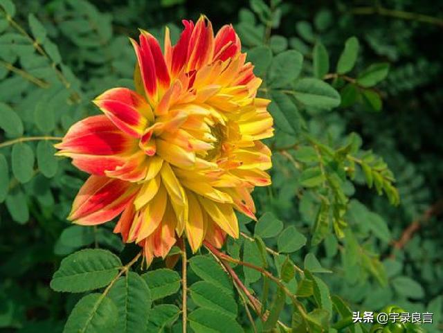 优美励志句子摘抄
