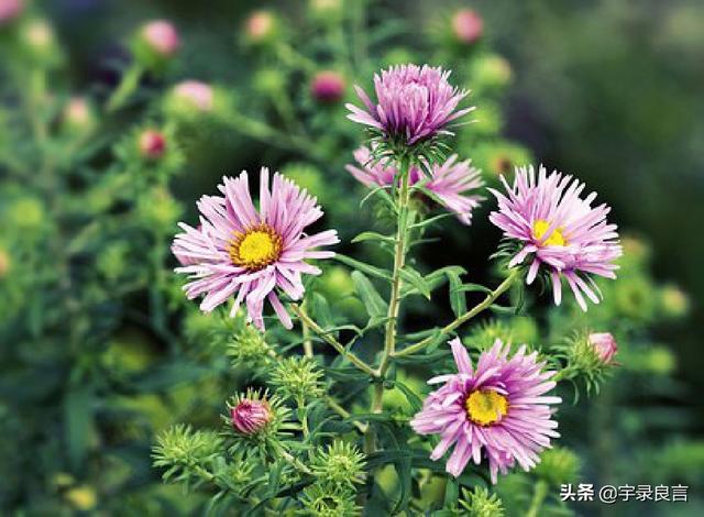 优美励志句子摘抄