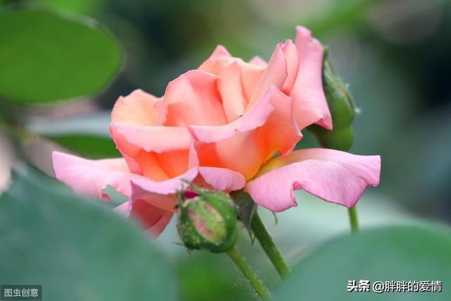 生活如此美好朋友圈