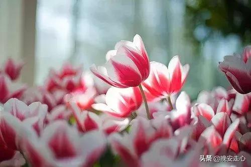 鸡汤的句子简短一句话