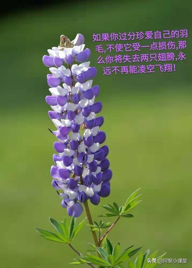 中学生金句