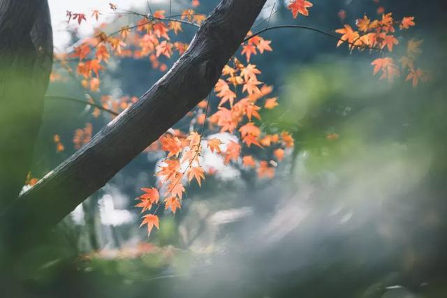 励志句子古风诗句 励志句子古风诗句