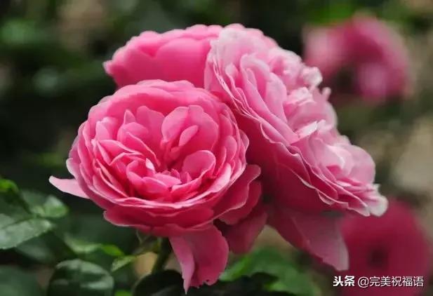 太漂亮了，人美，歌甜，图美，话美，送给最在乎我的人！