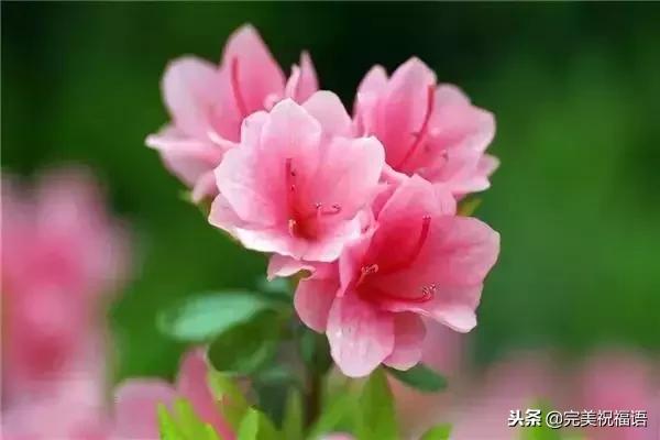 太漂亮了，人美，歌甜，图美，话美，送给最在乎我的人！
