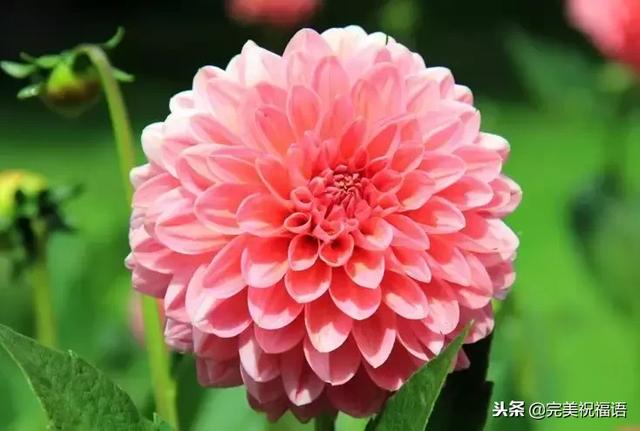 太漂亮了，人美，歌甜，图美，话美，送给最在乎我的人！