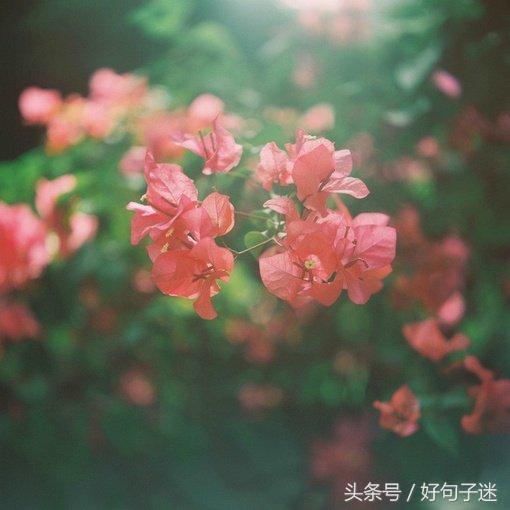 唯美虐心的古风句子,选句喜欢的做个性签名吧!