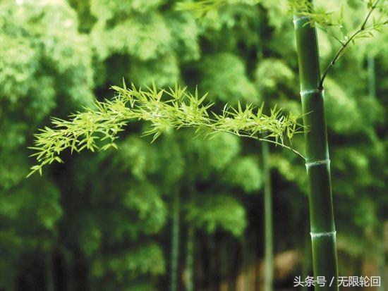 10首最优美的咏竹诗：未出土时先有节，便凌云去也无心