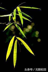 10首最优美的咏竹诗：未出土时先有节，便凌云去也无心