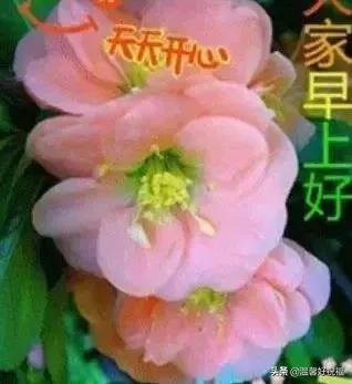 早上好温馨祝福语短信句子 超级漂亮早上好问候祝福语