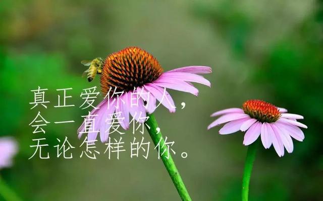 人生的感悟短语和句子【养鱼一句话经典感悟】