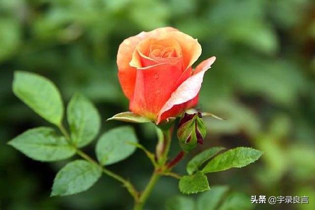初一发微信的经典祝福句子,锦上添花福无边,鼠年开怀乐翻天