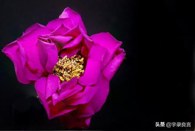 初一发微信的经典祝福句子,锦上添花福无边,鼠年开怀乐翻天