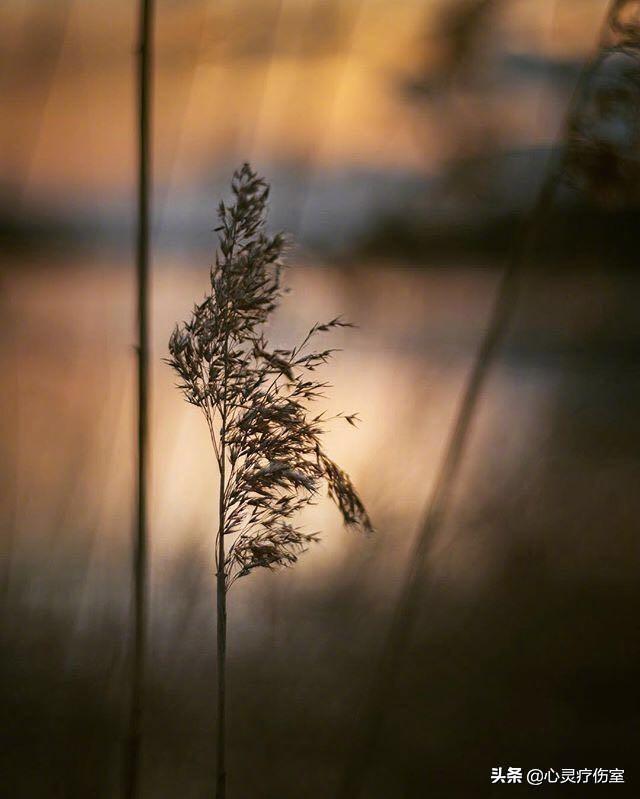 十二星座专属霸气句子